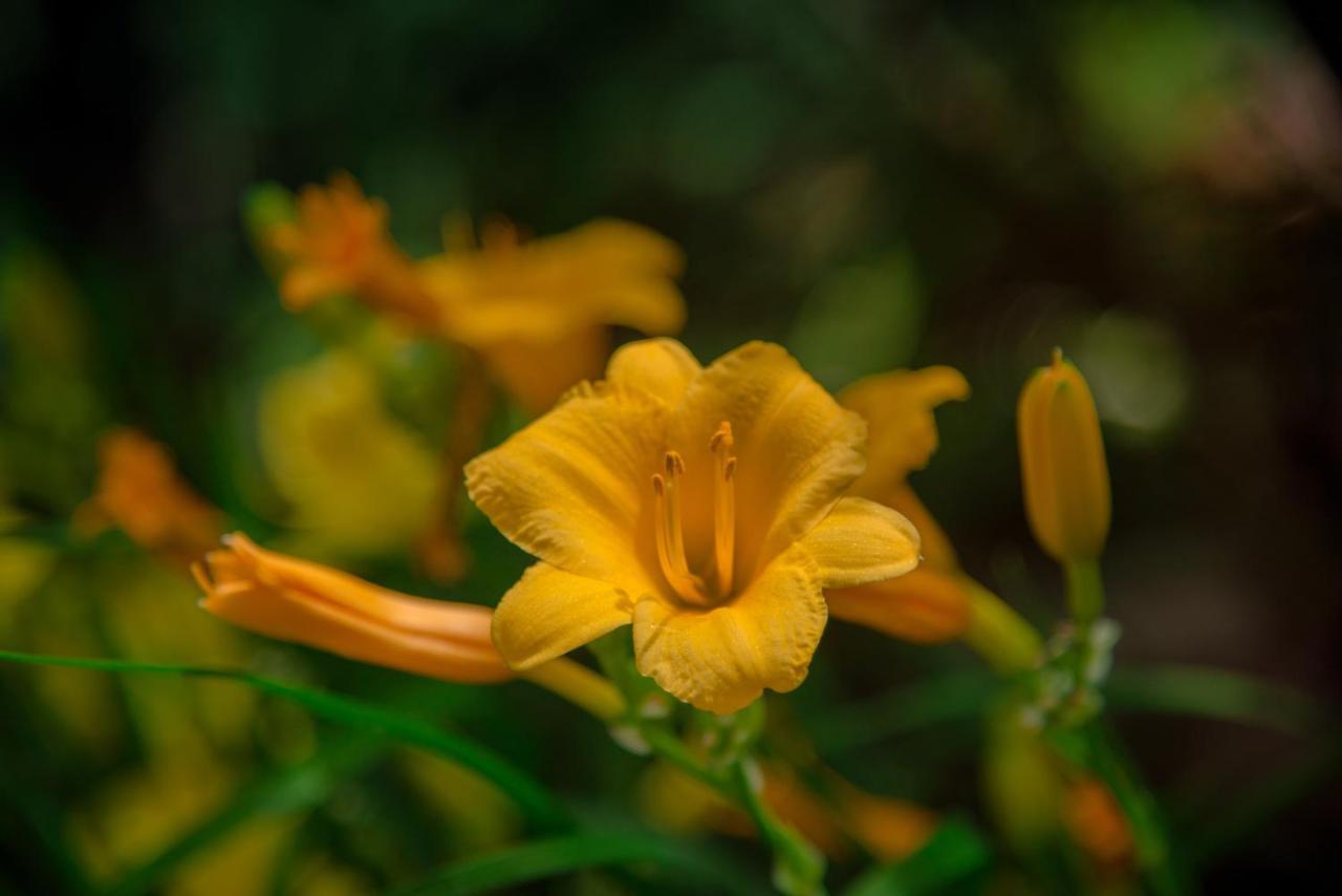 Blessings On State Bed & Breakfast Jacksonville Bagian luar foto
